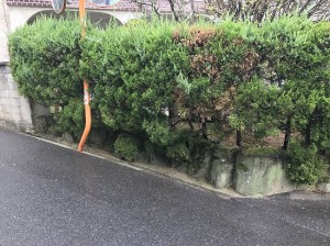 橿原市にてカイヅカイブキ撤去工事