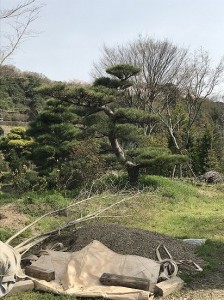 京都のホテル庭に入れる予定の松の木です。