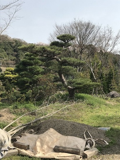 京都のホテル庭に入れる予定の松の木です。