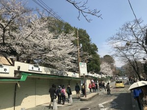 ならまちガーデンプロの近くを散策中